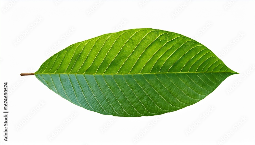 Obraz premium isolated green cocoa leaf on a transparent background isolated cocoa green leaves green guava leaves isolated on a transparent background a single piece of guava or fig tree leaf generative ai