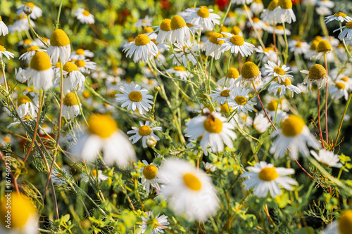 Serene chamomile background for wellness design. Wildflowers in golden light. Ideal template for organic cosmetics, herbal tea packaging, or spa advertising