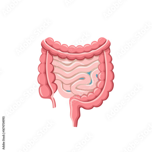 Human Intestine Anatomy Illustration: Colon, Small Intestine, Digestive System Health
