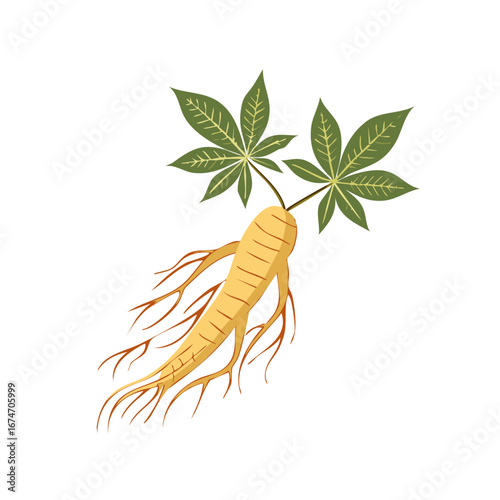 Ginseng root with green leaves vector illustration for herbal medicine