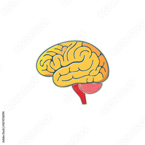 Cartoon illustration of the human brain, showing its structure and function in detail.