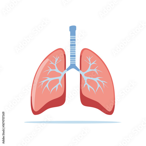 Vector Illustration of Human Lungs and Respiratory System Anatomy Diagram
