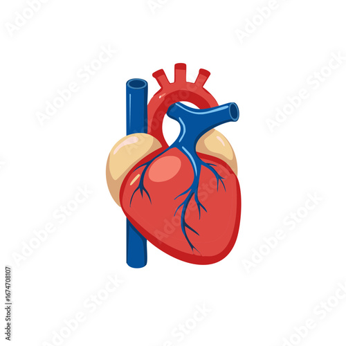 Detailed Anatomical Illustration of a Human Heart with Blue Veins and Red Arteries