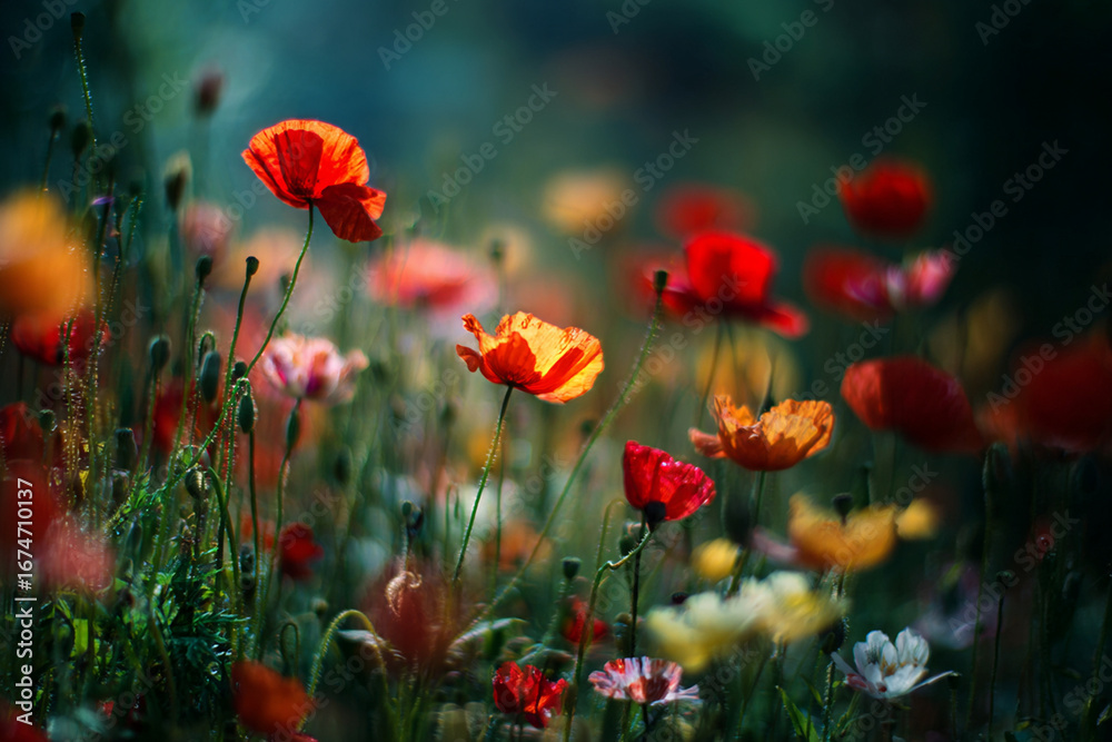 Fototapeta premium Vibrant Field of Poppies in Bloom