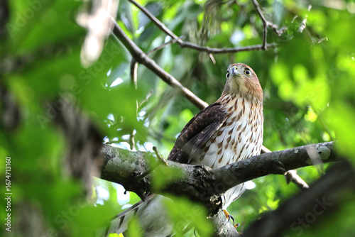 Cooper hawk peeking through green leaves from a tree perch. 
