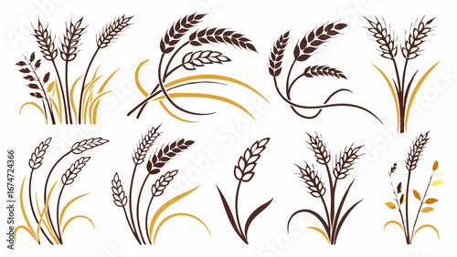 Wheat Grain Ears Stalks Vector Set Organic Farm Harvest Agriculture Food Packaging Bakery Branding Design Elements Natural Wholesome