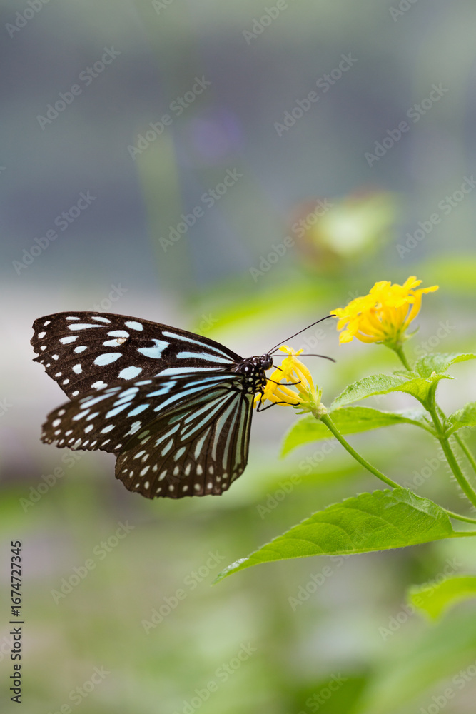 Obraz premium 黄色い花に止まるリュウキュウアサギマダラ