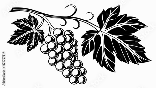 Black and white grape vine branch with leaves. Vintage engraving style illustration for wine and harvest design.