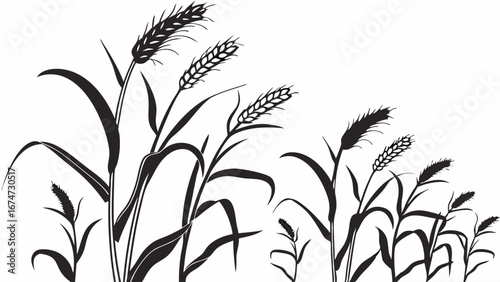 Black and white wheat field silhouette vector. Grain crop stalks growing for agriculture, harvest, food, and nature.