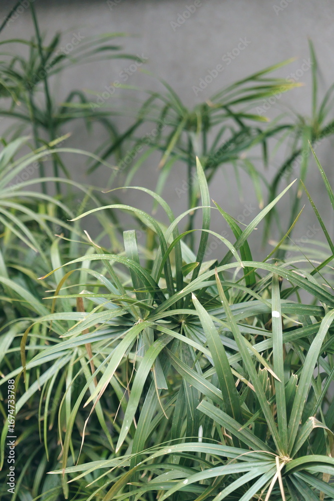 Obraz premium Close up of a lush green papyrus plant with long thin leaves. Natural abstract background of vibrant foliage and organic texture.