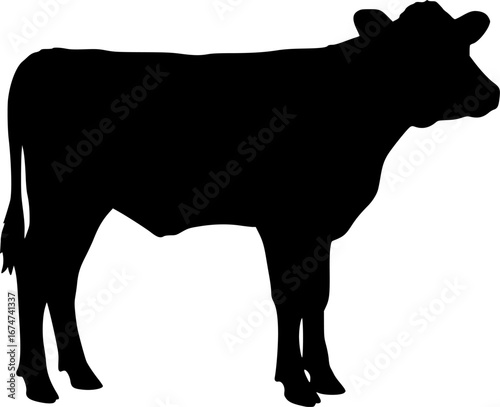 silhouette of a calf
