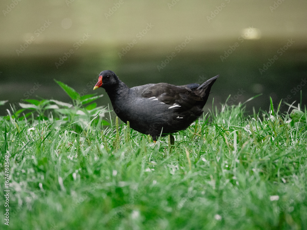 Fototapeta premium blackbird on the grass