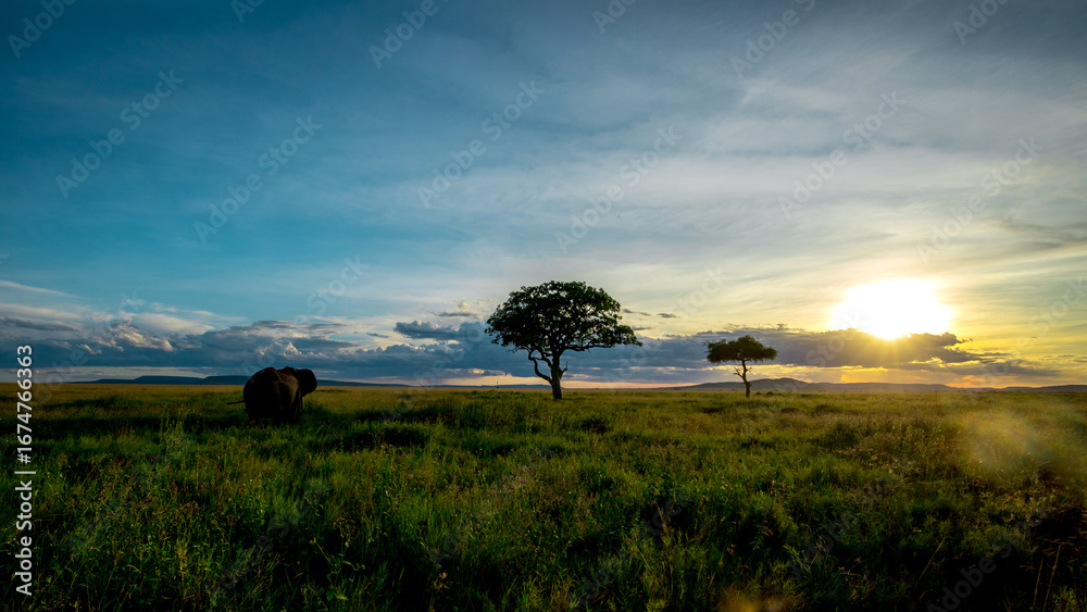 Obraz premium African elephant in Serengeti grassland at sunset with acacia trees (Loxodonta africana, Tanzania)