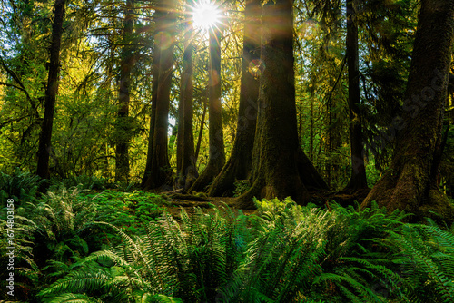 forest in the morning, hall of mosses in Olympic National Park