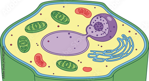 Vibrant cross-section diagram of a eukaryotic plant cell, depicting its intricate structure and crucial organelles for biological study and education