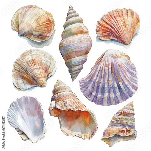 Seashell Collection, watercolor vector, isolated on a white background.