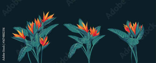 Strelitzia reginae tropical flower set. Hand drawn vector illustration. Collection of exotic plants. Botanical cliparts. Bright elements for design, card, print, decor, sticker, 