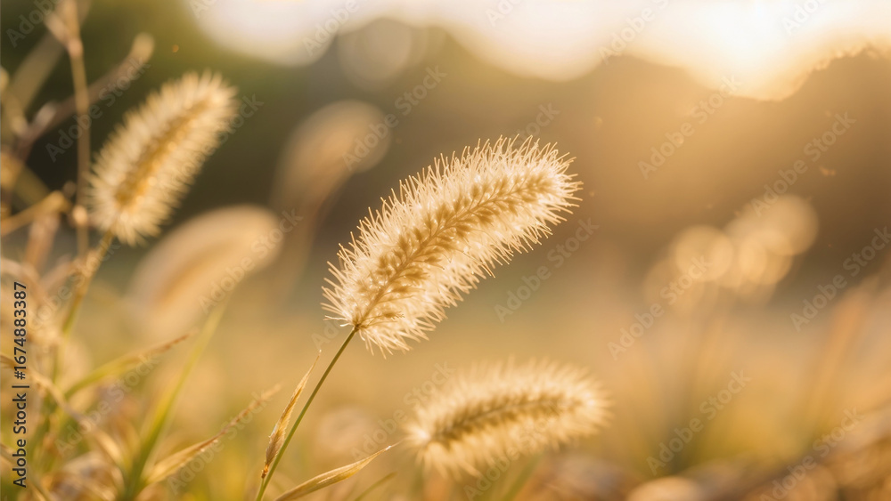 Obraz premium Golden Foxtail Grass Swaying in Warm Sunset Light Tranquil Meadow Scenery