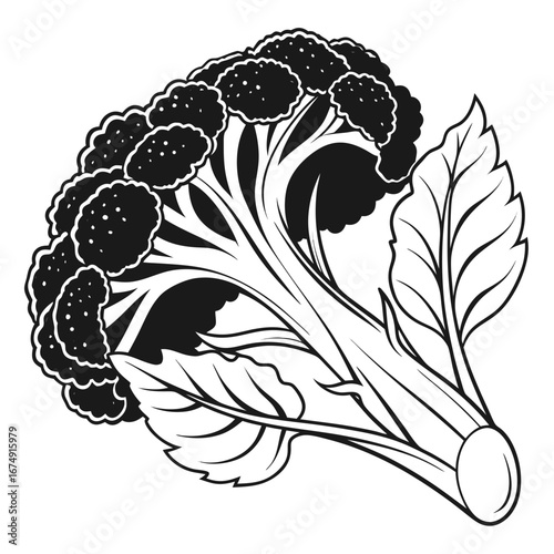 vector illustration of a cauliflower
