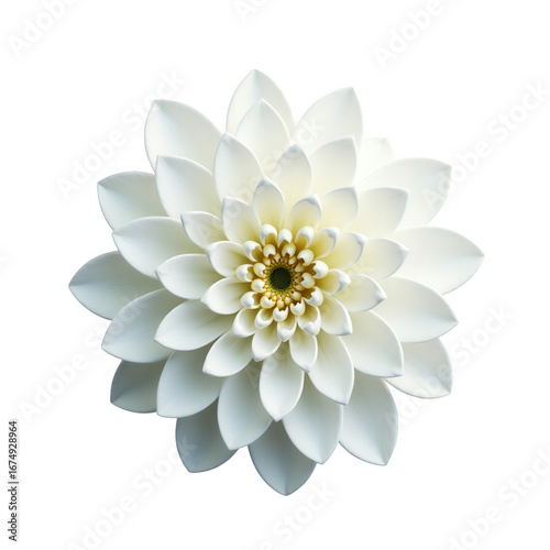 Wallpaper Mural A close-up, detailed view of a symmetrical white flower, showcasing intricate petal structure against a striking black backdrop. Torontodigital.ca