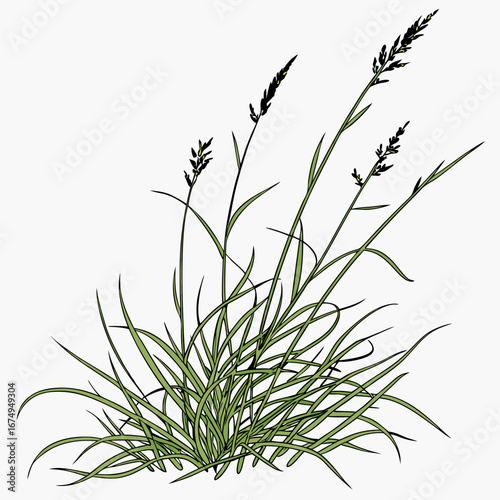 Detailed botanical illustration mockup of a vibrant green grass clump, perfect for natural design elements and organic background creations