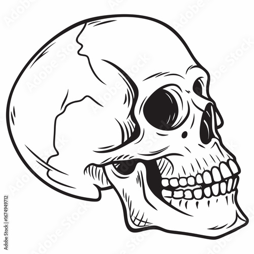 Skull Mockup Detailed Anatomy Illustration for Design Projects