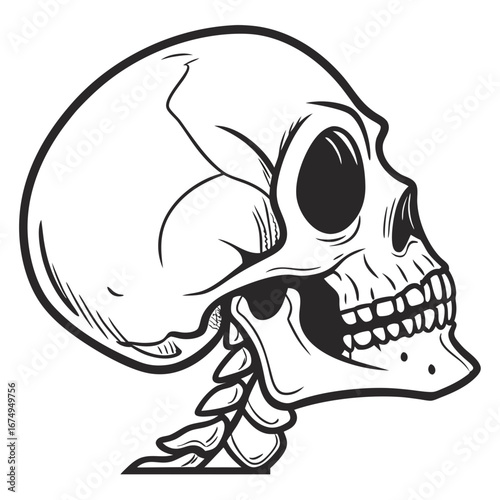 Realistic human skull anatomical drawing mockup for medical and Halloween designs