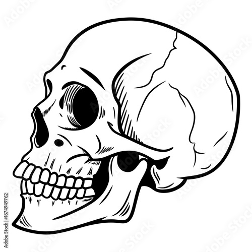 Stylized human skull profile illustration mockup, a versatile vector graphic for anatomical studies, Halloween themes, or various spooky design elements and conceptual visuals