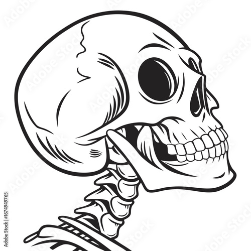 Detailed human skull and upper spine illustration, a striking anatomical graphic for medical, educational, or conceptual design mockup purposes
