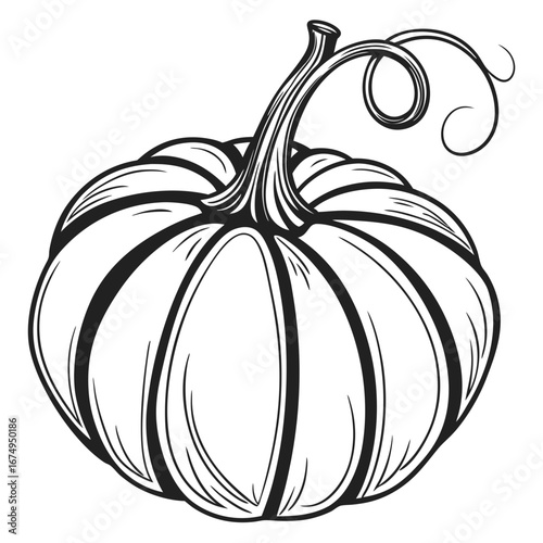 A detailed, hand-drawn line art illustration of a ripe pumpkin with a swirling stem, perfect for autumn and Halloween designs