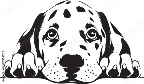 Dalmatian puppy lying down: An adorable dalmatian puppy with its characteristic spotted coat lies down, peering intently at the viewer, conveying a sense of innocence and charm.