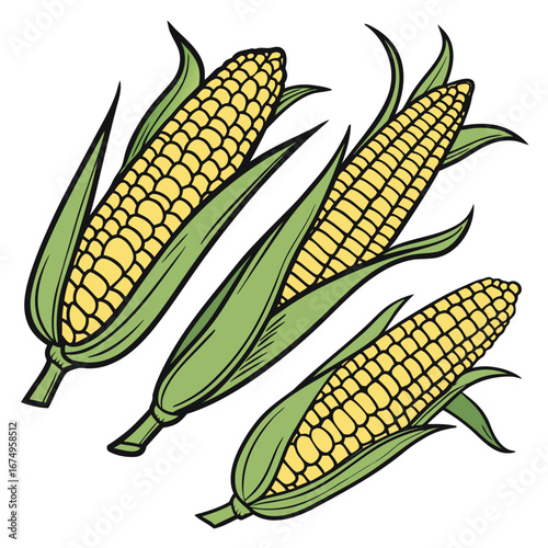 corn cobs isolated on white and beautiful look, corn, food, cob, vegetable, maize, yellow, isolated, agriculture, crop, fresh, grain, plant, green, healthy