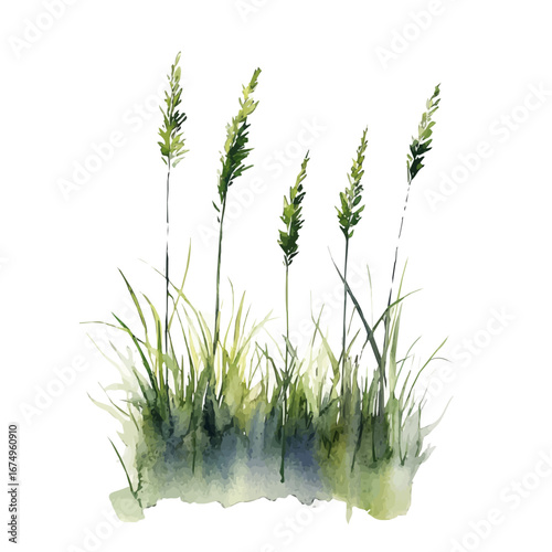 watercolor of Fresh Grass, vector, isolated on a white background.