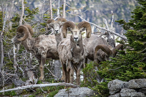 Canvas Print bighorn sheep looking at the camera in glacier national park Montana