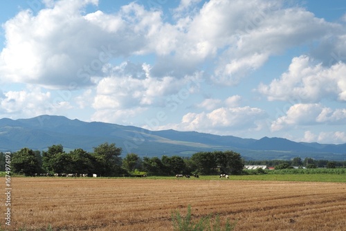 field of wheat and sky