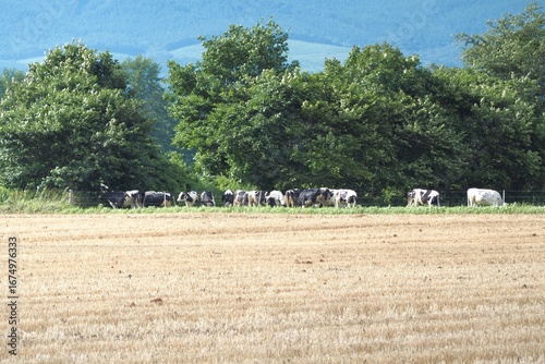 Wheat field with cows