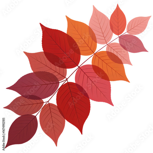 Autumn leaves branch with red, orange, and pink colors, isolated on transparent background