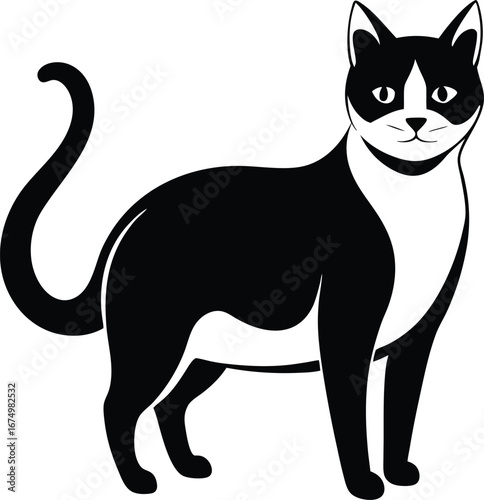 Black and White Cat