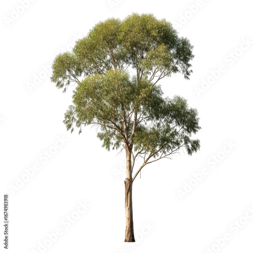 majestic eucalyptus tree natures resilience and serenity