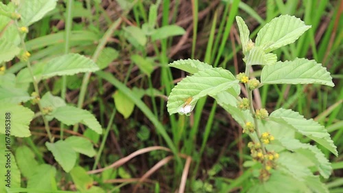 Wallpaper Mural A small light brown insect perched on the tip of a leaf blows in the wind Torontodigital.ca