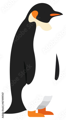 A majestic emperor penguin stands proudly, showcasing its distinctive black, white, and orange plumage.