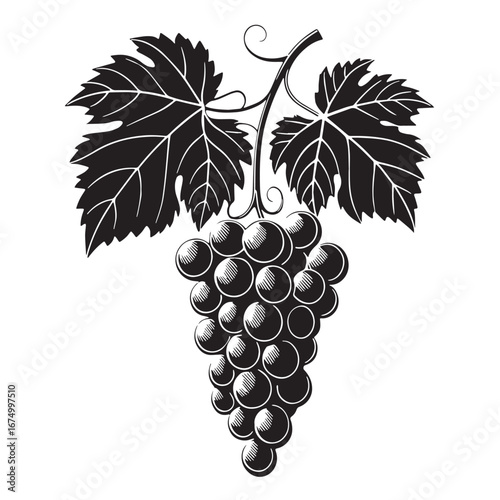 Black zinfandel grapes Silhouette Vector, High Quality Illustration on White Background
