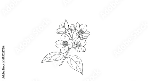 Elegant line art of jasmine flowers, perfect for botanical illustrations and design projects