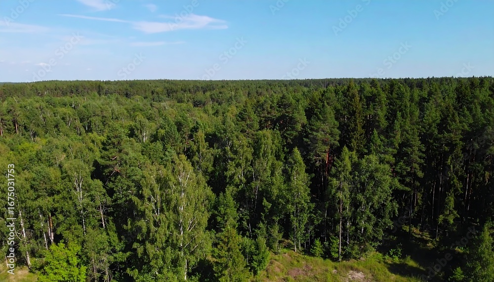 Obraz premium Lush conifers from above