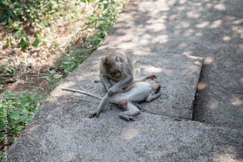 Photography Two macaque monkeys grooming on a concrete path