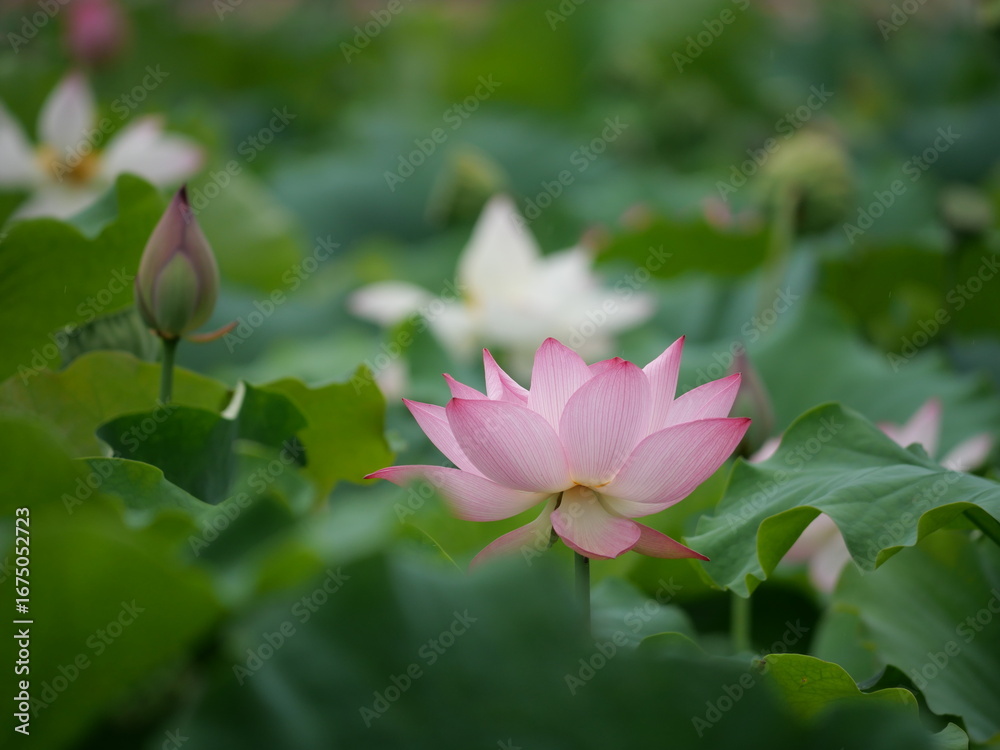 Fototapeta premium pink lotus