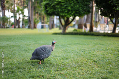 Guinea fowl walking on a colorful lanscaped area with trimmed lawn and trees in the background.