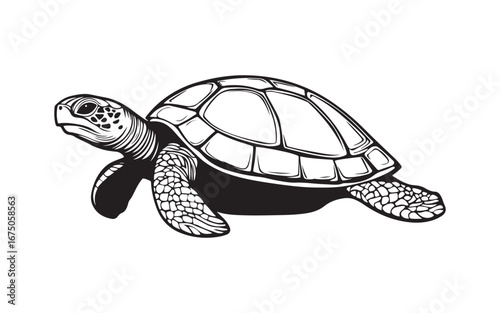 turtle on a white background