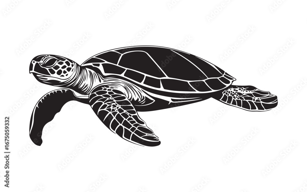 Obraz premium turtle on the water