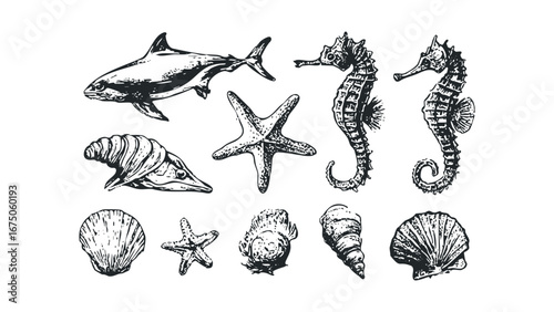Collection of marine life with seahorses, starfish, shells, and a shark. Vector hand drawn illustration